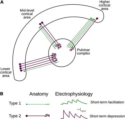 Corticothalamic Projections Gate Alpha Rhythms in the Pulvinar